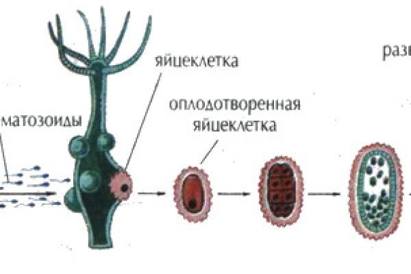 Рабочая ссылка на кракен в торе