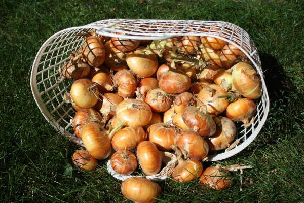 Актуальная ссылка на кракен