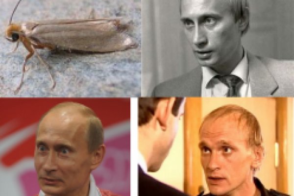 Кракен гидра