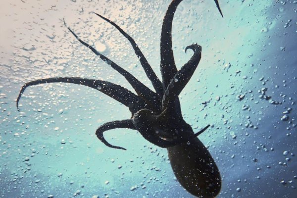 Kraken place
