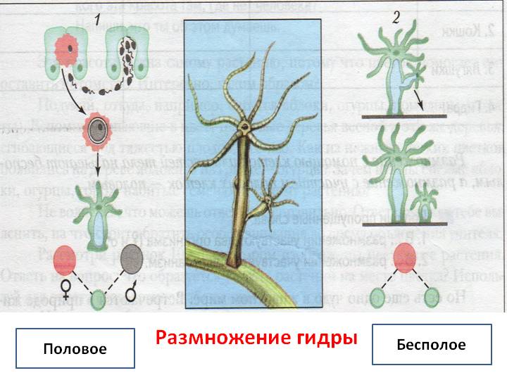 Кракен даркнет площадка